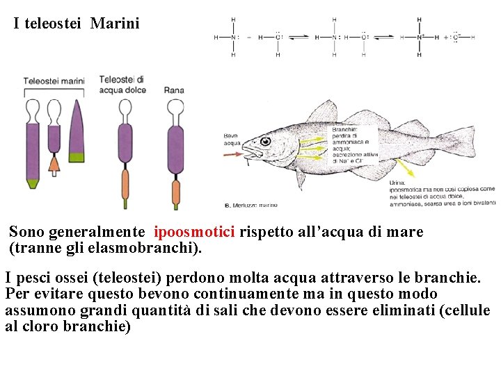 I teleostei Marini Sono generalmente ipoosmotici rispetto all’acqua di mare (tranne gli elasmobranchi). I