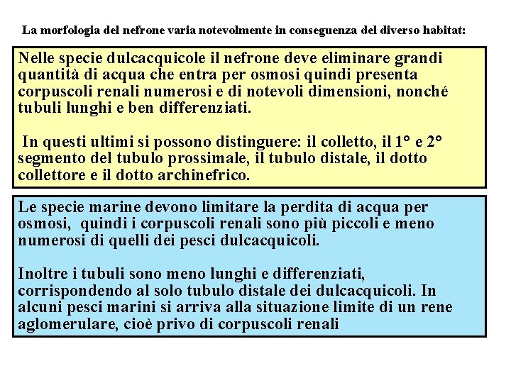 La morfologia del nefrone varia notevolmente in conseguenza del diverso habitat: Nelle specie dulcacquicole