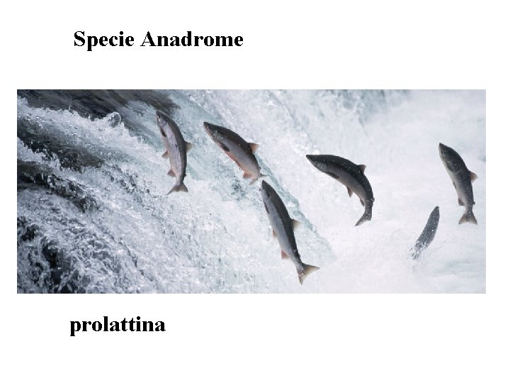 Specie Anadrome prolattina 
