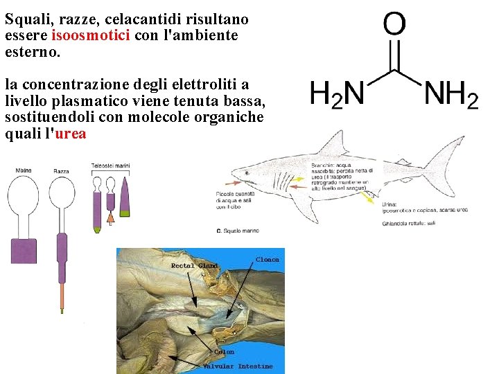 Squali, razze, celacantidi risultano essere isoosmotici con l'ambiente esterno. la concentrazione degli elettroliti a