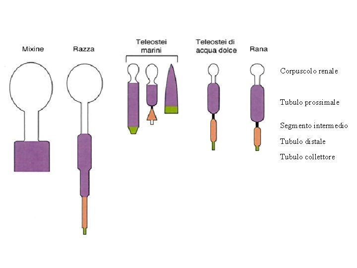 Corpuscolo renale Tubulo prossimale Segmento intermedio Tubulo distale Tubulo collettore 