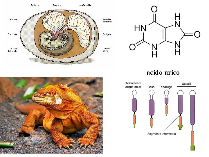 acido urico 