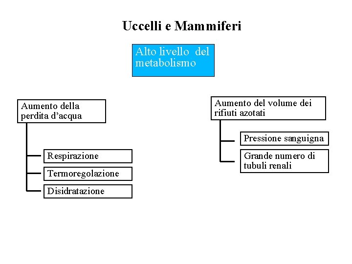 Uccelli e Mammiferi Alto livello del metabolismo Aumento della perdita d’acqua Aumento del volume