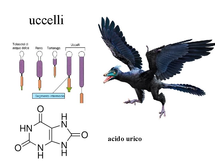 uccelli acido urico 