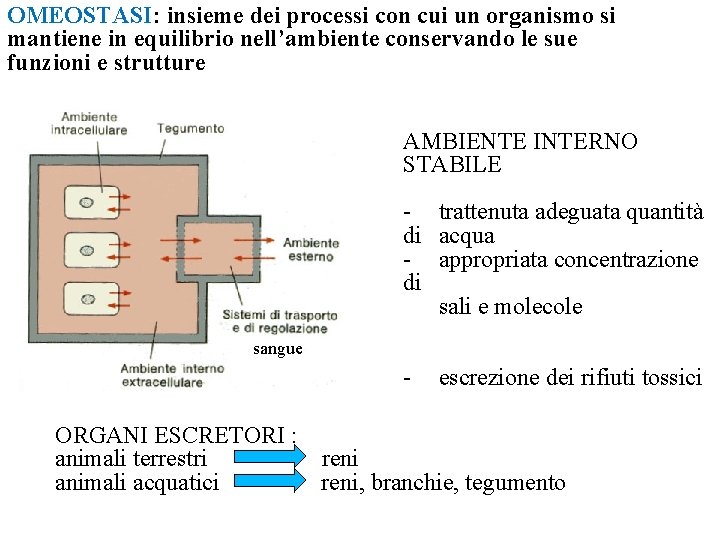 OMEOSTASI: insieme dei processi con cui un organismo si mantiene in equilibrio nell’ambiente conservando