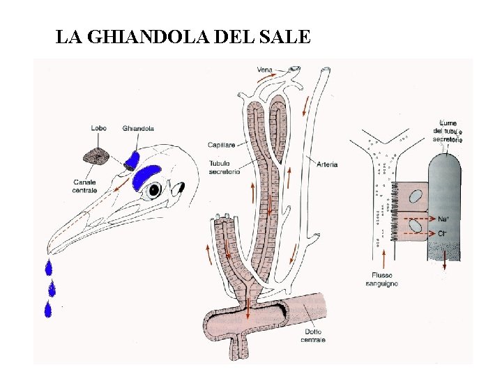 LA GHIANDOLA DEL SALE 