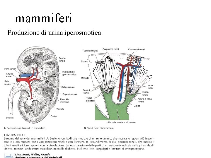 mammiferi Produzione di urina iperosmotica 