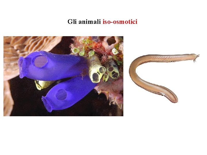 Gli animali iso-osmotici 