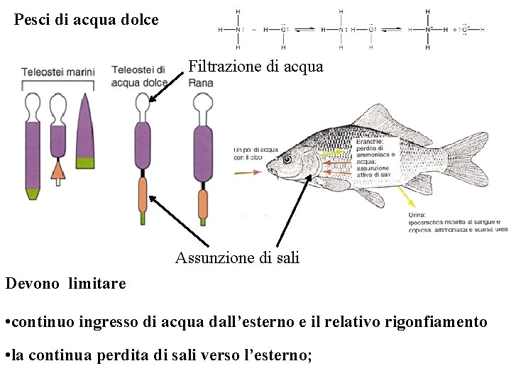 Pesci di acqua dolce Filtrazione di acqua Assunzione di sali Devono limitare • continuo