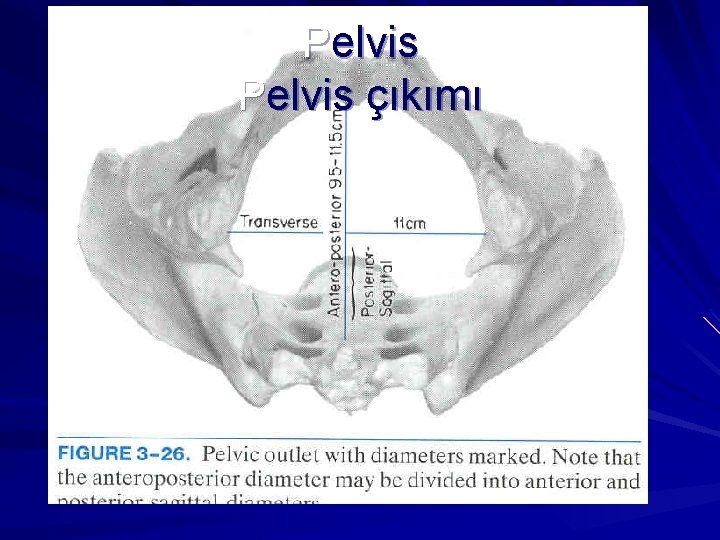 Pelvis çıkımı 