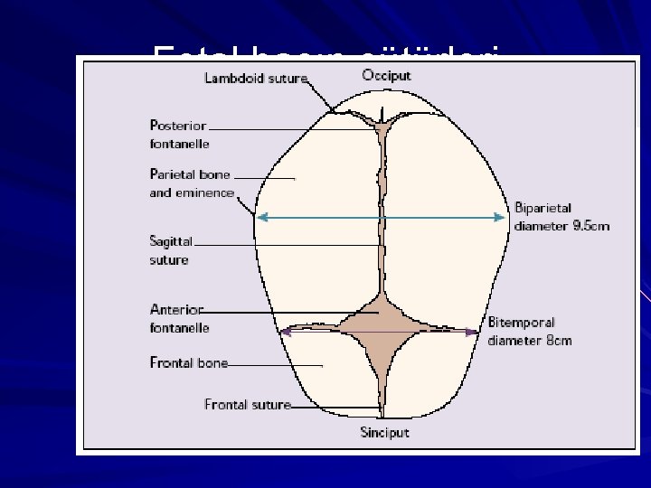 Fetal başın sütürleri 