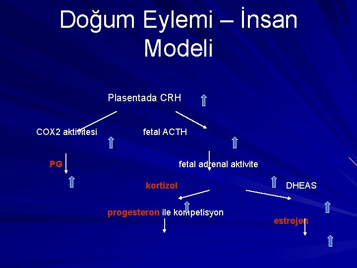 Doğum Eylemi – İnsan Modeli Plasentada CRH COX 2 aktivitesi fetal ACTH PG fetal