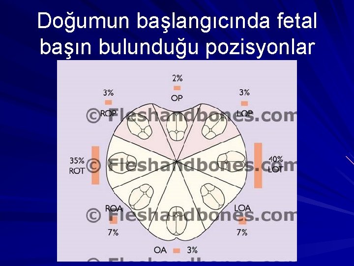 Doğumun başlangıcında fetal başın bulunduğu pozisyonlar 