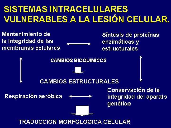SISTEMAS INTRACELULARES VULNERABLES A LA LESIÓN CELULAR. Mantenimiento de la integridad de las membranas SISTEMAS INTRACELULARES VULNERABLES A LA LESIÓN CELULAR. Mantenimiento de la integridad de las membranas
