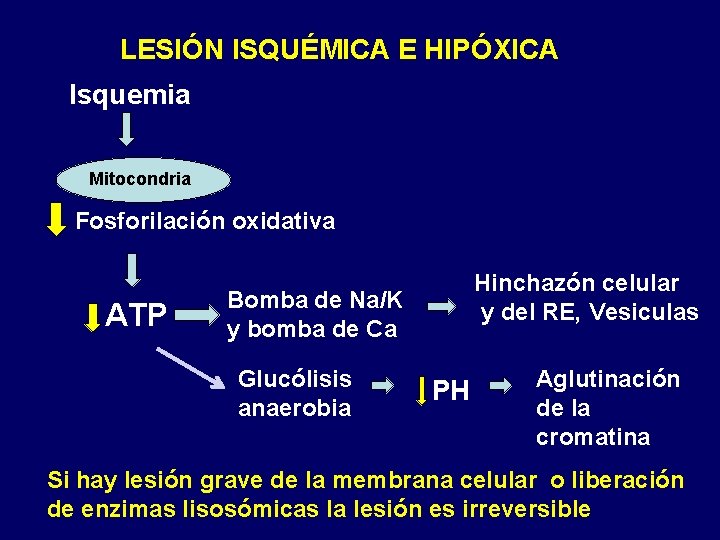 LESIÓN ISQUÉMICA E HIPÓXICA Isquemia Mitocondria Fosforilación oxidativa ATP Hinchazón celular y del RE, LESIÓN ISQUÉMICA E HIPÓXICA Isquemia Mitocondria Fosforilación oxidativa ATP Hinchazón celular y del RE,