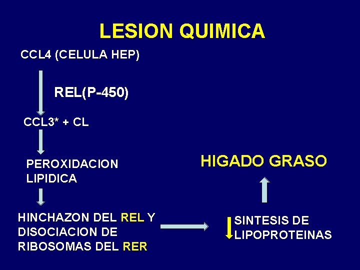 LESION QUIMICA CCL 4 (CELULA HEP) REL(P-450) CCL 3* + CL PEROXIDACION LIPIDICA HINCHAZON LESION QUIMICA CCL 4 (CELULA HEP) REL(P-450) CCL 3* + CL PEROXIDACION LIPIDICA HINCHAZON