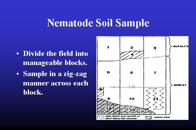 Nematode Soil Sample • Divide the field into manageable blocks. • Sample in a