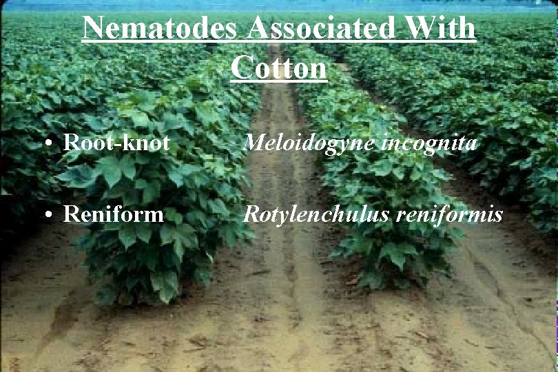 Nematodes Associated With Cotton • Root-knot Meloidogyne incognita • Reniform Rotylenchulus reniformis 