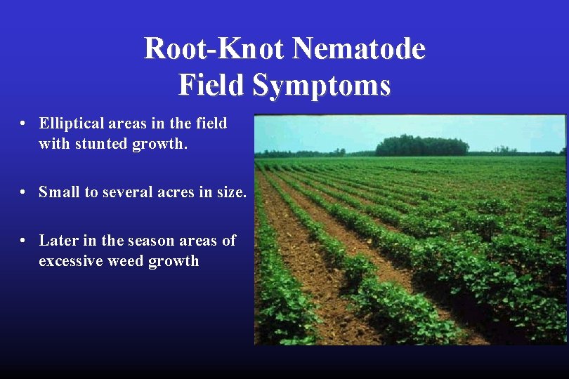 Root-Knot Nematode Field Symptoms • Elliptical areas in the field with stunted growth. •