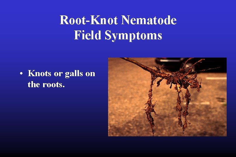 Root-Knot Nematode Field Symptoms • Knots or galls on the roots. 