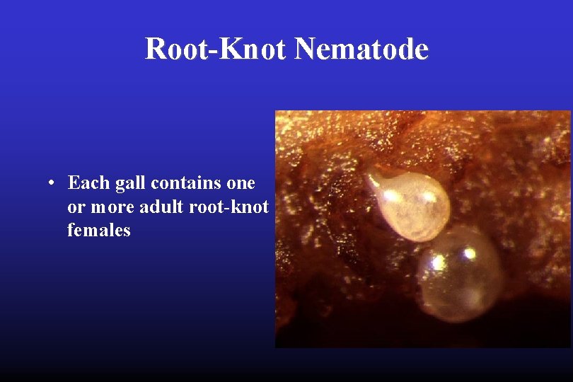 Root-Knot Nematode • Each gall contains one or more adult root-knot females 