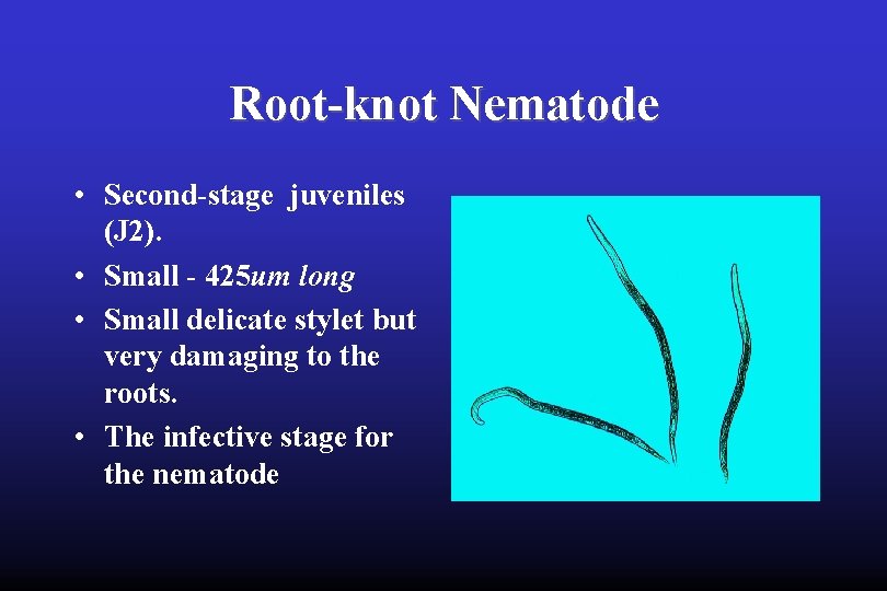 Root-knot Nematode • Second-stage juveniles (J 2). • Small - 425 um long •