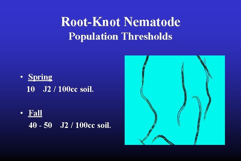 Root-Knot Nematode Population Thresholds • Spring 10 J 2 / 100 cc soil. •