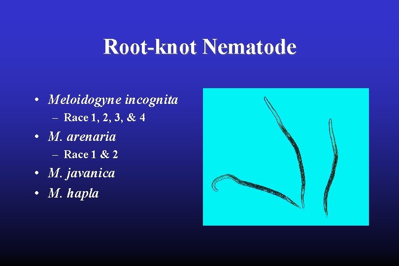Root-knot Nematode • Meloidogyne incognita – Race 1, 2, 3, & 4 • M.