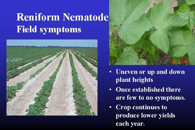 Reniform Nematode Field symptoms • Uneven or up and down plant heights • Once