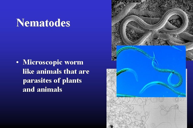 Nematodes • Microscopic worm like animals that are parasites of plants and animals 