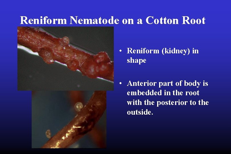 Reniform Nematode on a Cotton Root • Reniform (kidney) in shape • Anterior part