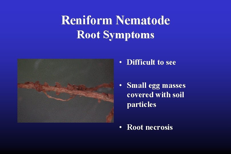 Reniform Nematode Root Symptoms • Difficult to see • Small egg masses covered with