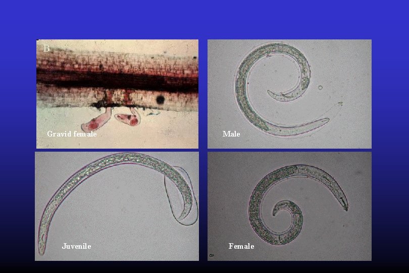 Gravid female Juvenile Male Female 