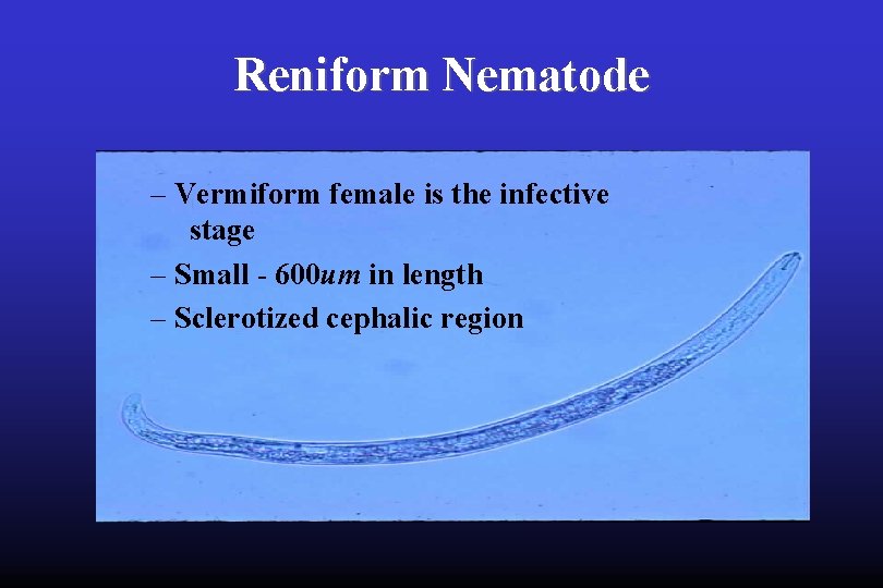 Reniform Nematode – Vermiform female is the infective stage – Small - 600 um
