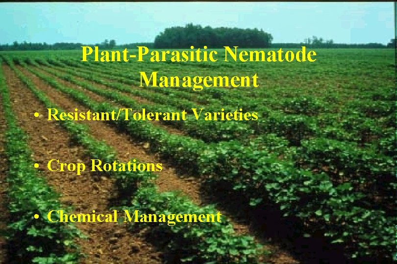 Plant-Parasitic Nematode Management • Resistant/Tolerant Varieties • Crop Rotations • Chemical Management 