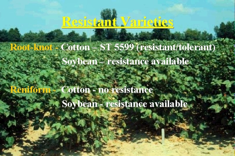 Resistant Varieties Root-knot - Cotton – ST 5599 (resistant/tolerant) Soybean – resistance available Reniform
