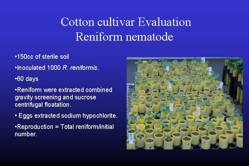 Cotton cultivar Evaluation Reniform nematode • 150 cc of sterile soil • Inoculated 1000