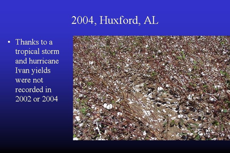 2004, Huxford, AL • Thanks to a tropical storm and hurricane Ivan yields were