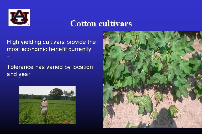 Cotton cultivars High yielding cultivars provide the most economic benefit currently – Tolerance has