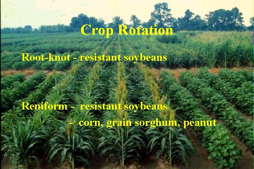 Crop Rotation Root-knot - resistant soybeans Reniform - resistant soybeans - corn, grain sorghum,