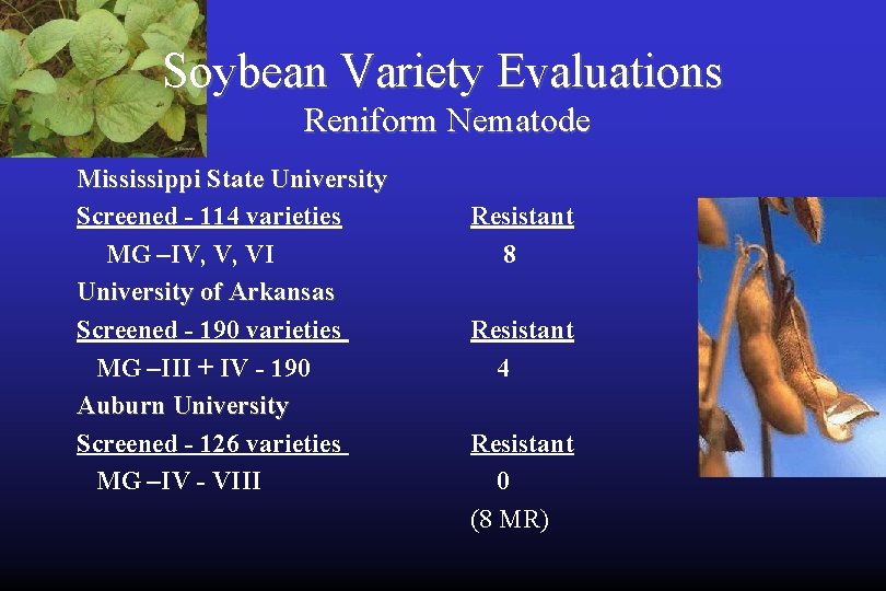 Soybean Variety Evaluations Reniform Nematode Mississippi State University Screened - 114 varieties MG –IV,