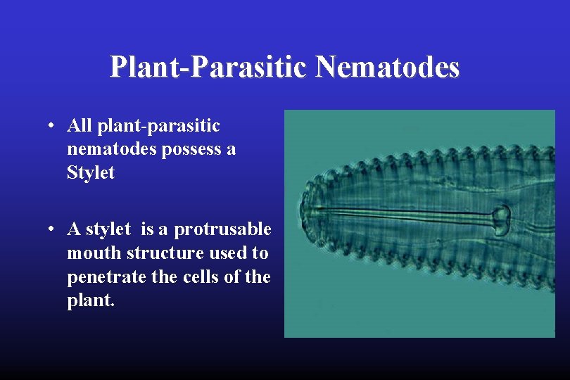 Plant-Parasitic Nematodes • All plant-parasitic nematodes possess a Stylet • A stylet is a