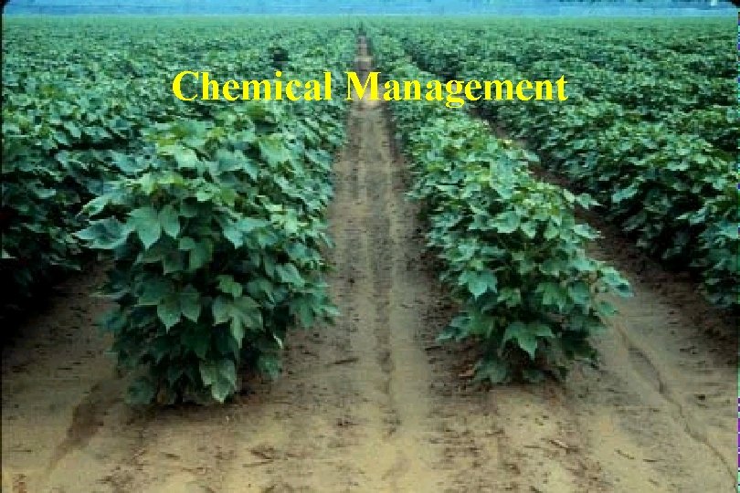 Chemical Management 