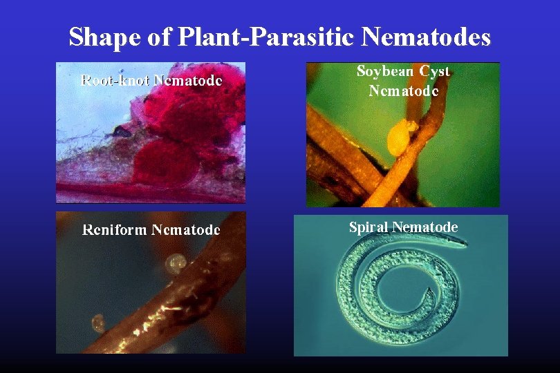 Shape of Plant-Parasitic Nematodes Spiral Nematode 