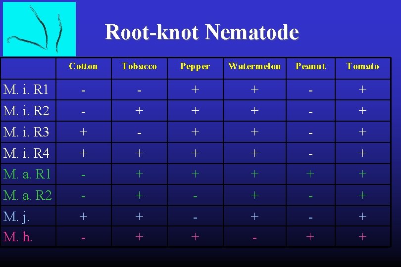 Root-knot Nematode Cotton Tobacco Pepper Watermelon Peanut Tomato M. i. R 1 - -