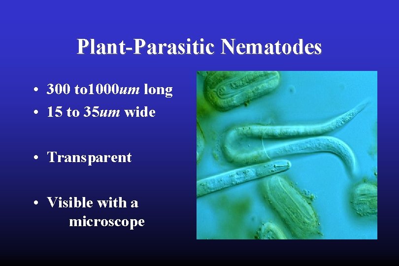 Plant-Parasitic Nematodes • 300 to 1000 um long • 15 to 35 um wide