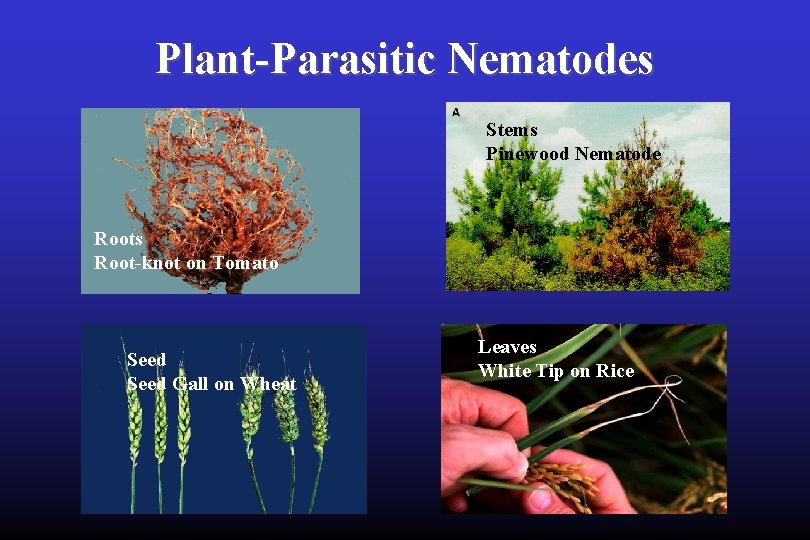 Plant-Parasitic Nematodes Stems Pinewood Nematode Roots Root-knot on Tomato Seed Gall on Wheat Leaves