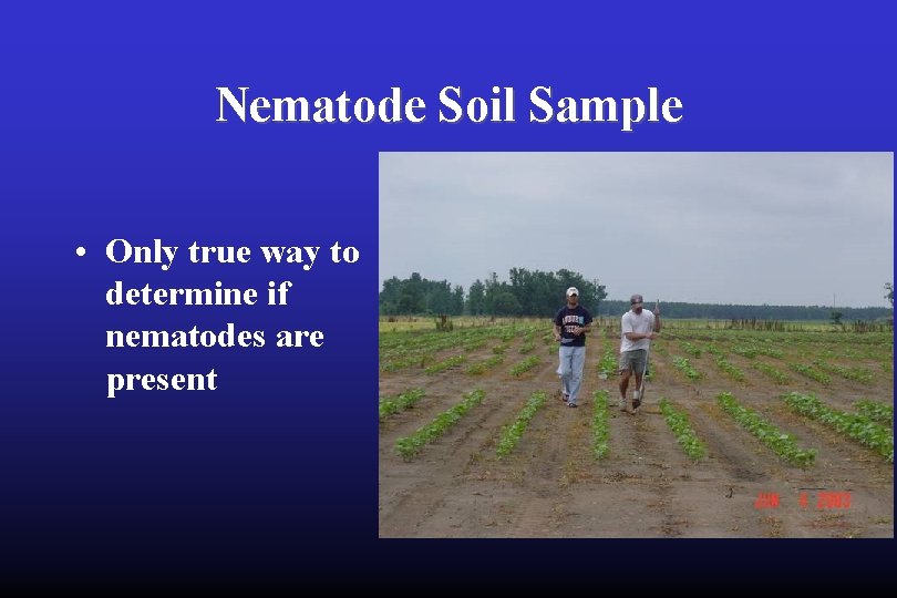 Nematode Soil Sample • Only true way to determine if nematodes are present 