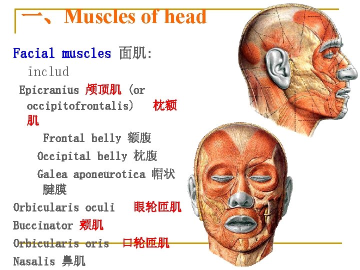 一、Muscles of head Facial muscles 面肌: includ Epicranius 颅顶肌 (or occipitofrontalis) 枕额 肌 Frontal