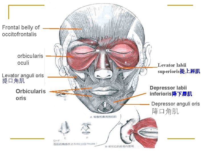 Frontal belly of occitofrontalis orbicularis oculi Levator anguli oris Levator labii superioris提上唇肌 提口角肌 Orbicularis
